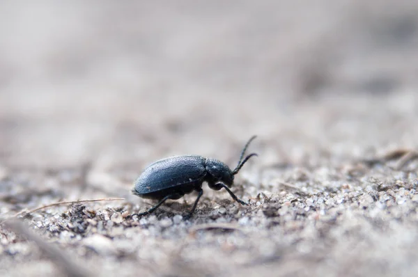 Tek siyah böceği beyaz kum tarama