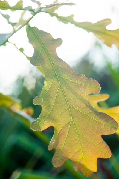 Yeşil Meşe yaprağı