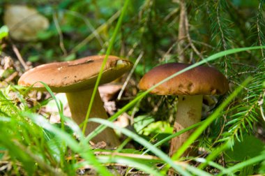 çimenlerin üzerinde mantar