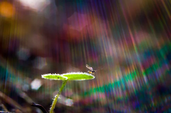 Bitki üzerinde uçmak