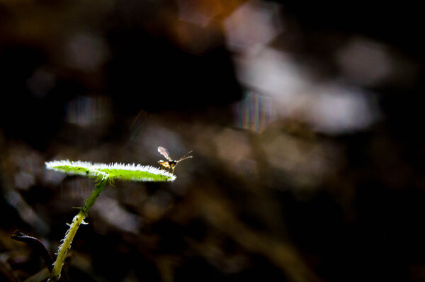 летать на растении
