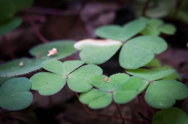 Ormandaki yeşil yonca