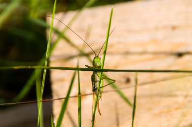Çekirge üzerinde tesisi