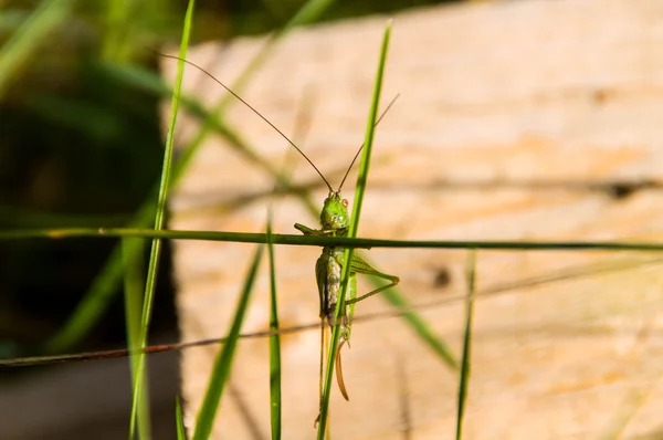 Çekirge üzerinde tesisi