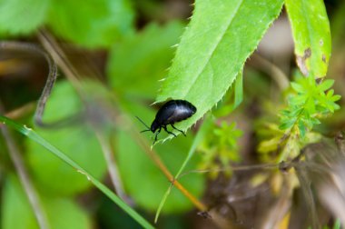 çimenlerin üzerinde siyah böcek