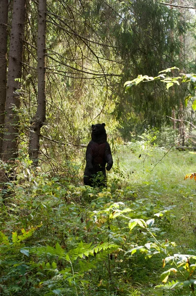 Цільовий ведмідь для стрільби з лука — стокове фото