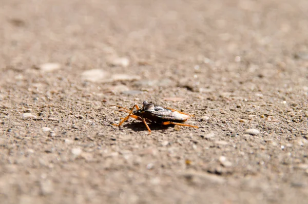 Tek siyah böceği beyaz kum tarama