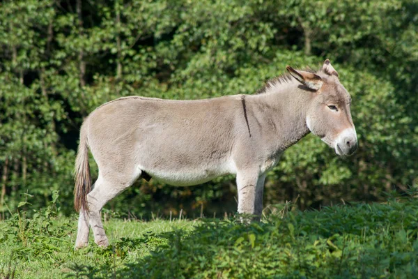 Domestic Donkey Equus Asinus Asinus Common Domestic Animal World — Stock Photo, Image