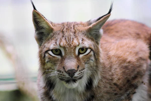 Eurasian Lynx Also Called Northern Lynx — Stock Photo, Image