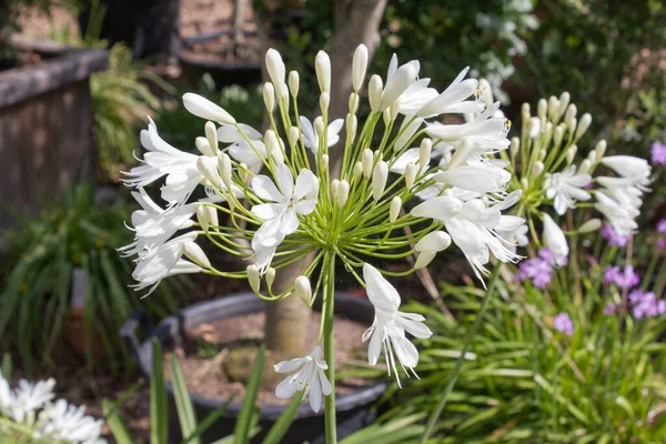 Agapanthus Africanus Albus 아프리카 — 스톡 사진