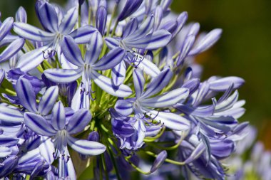 Almanya, Goettingen 'de bir bahçede mavi çiçekli Agapanthus.