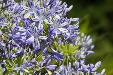 Almanya, Goettingen 'de bir bahçede mavi çiçekli Agapanthus.