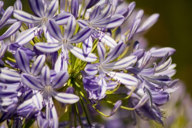 Almanya, Goettingen 'de bir bahçede mavi çiçekli Agapanthus.
