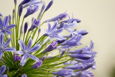 Almanya, Goettingen 'de bir bahçede mavi çiçekli Agapanthus.