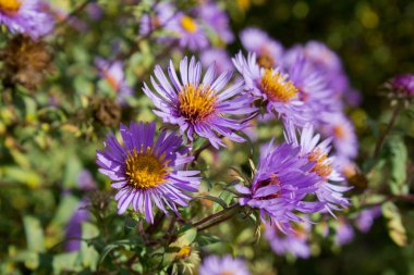 Yeni Belçika makinesine ayrıca Yeni Belçika sonbahar traktörü veya pürüzsüz yaprak paskalyası da denir..