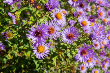 Yeni Belçika makinesine ayrıca Yeni Belçika sonbahar traktörü veya pürüzsüz yaprak paskalyası da denir..