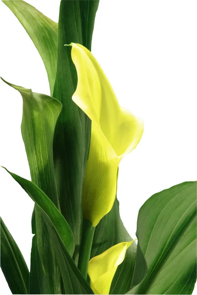 Zantedeschia Género Botânico Pertencente Família Araceae — Fotografia de Stock