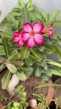 Adenyum çiçeklerinin güzel görüntüleri, kalın gövdesi ve canlı çiçekleri ile hayran olunan tropikal sulu bir bitki..