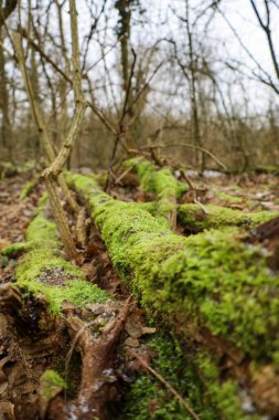 Sakin bir ormanda, düşen ağaç gövdeleri canlı yeşil yosunlarla kaplıdır, yaprakların ve dalların toprak tonlarına karşı yumuşak bir kontrast oluştururlar. Doğa burada gelişiyor, güzelliğini gösteriyor..