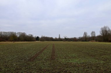 Ağaçlarla çevrili geniş bir açık alan araziye yayılır. Bulutlu gökyüzü yumuşak bir ışık yayar. Huzurlu bir atmosfer yaratır. Yansıma ve yalnızlık için mükemmel..