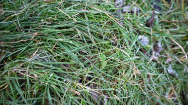 Sabah çiği yemyeşil çimlerin üzerinde parlayarak huzurlu bir doğal ortamda huzurlu bir atmosfer yaratır. Her bıçak ışığı yakalar, sahnenin güzelliğini arttırır..