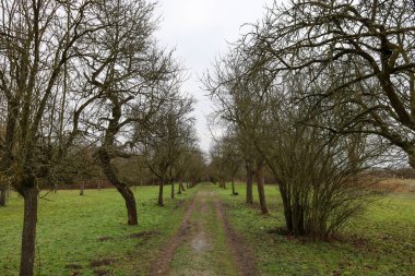 Sessiz yeşil bir tarlada yapraksız ağaçlar arasında huzurlu bir toprak yol var. Yumuşak bulutlarla dolu gökyüzü, sakin bir atmosfer yaratır. Yansıtıcı bir gezinti için mükemmel..