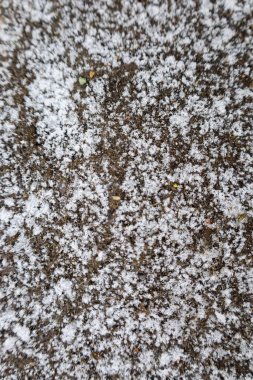 Sakin bir manzara, kar tanelerinin zemini nazikçe kaplayarak yumuşak, beyaz bir katmana dönüştürmesiyle ortaya çıkar. Hassas desenler alacakaranlıkta büyüleyici bir kış atmosferi yaratıyor..