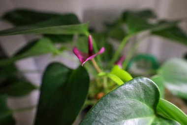 İçerideki yemyeşil yaprakları ve ince mor çiçekleri sergiler. Yumuşak bir sabah ışığında, rahat bir yerde doğanın huzur veren güzelliğini yakalar..