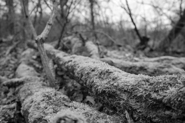 Sakin bir orman ortamında, yosunlar düşen kütükleri sarar, doku ve tonların uyumlu bir karışımını yaratır. Sahne, şafak vakti doğanın sessizliğini yakalar, keşif ve yansımayı davet eder..