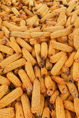 Güneş, mısır kabuğunun kulaklarını öptü. Toprağı kapladı ve bol miktarda hasat topladı. Sıcak renkler, bu kırsal alanda çiftçiliğin ve doğanın neşesini yansıtıyor..