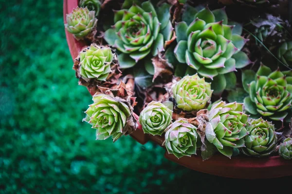 Samimi bir bahçede, lezzetli bir bitki kümesi terracotta tenceresinde gelişir. Canlı yeşil yaprakları, toprak tonlarıyla çok güzel tezat oluşturuyor. Huzurlu bir atmosfer yaratıyorlar..