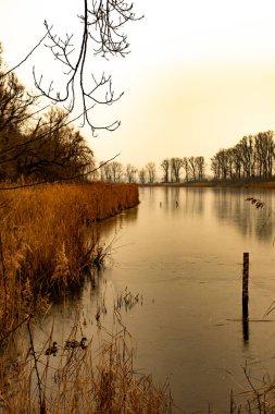 Altın kamışlarla ve ön planda ördeklerin yüzdüğü çıplak ağaçlarla çevrili sakin bir göl içeren sakin bir kış manzarası..