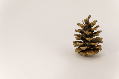 Tek bir kahverengi çam kozalağı, temiz beyaz bir arka planda dikilir ve doğal dokusunu ve şeklini gösterir..
