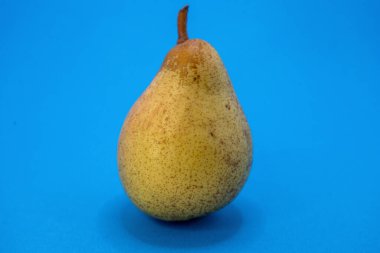 Taze, benekli bir armut, basit, organik formunu sergileyen, sade mavi bir zemin üzerinde fotoğraflanır..
