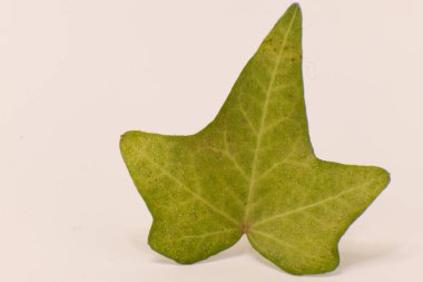 Açık arkaplandaki tek bir yeşil sarmaşık yaprağının yakın çekimi, dokusunu ve damarlarını vurguluyor..