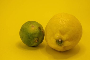 Taze yeşil bir limon ve sarı bir limon parlak sarı bir arkaplanda sergileniyor, canlı renklerini vurguluyorlar..