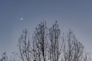 Çıplak bir kış ağacı ön plana hakim olurken soluk bir hilal bulutu açık, mavi bir günbatımı gökyüzünde parlıyor..