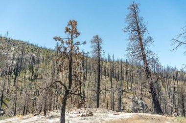 İnce, yanmış ağaçlarla dolu geniş bir vadi kayalık zemin ve araziye dönen soluk yeşil alanlar arasında duruyor.. 