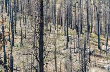 Kömürleşmiş ağaç gövdeleri granit kaplı bir tepeye tırmanıyor, karanlık dikey siluetleri kayalık dokularla karıştırıyor ve bitkileri iyileştiriyor.. 