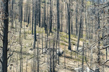 Dağ yamacında yanan araziye dönen taşlar, çalılar ve ışık parçalarının karışımından yükselen kavrulmuş ağaçlar var.. 