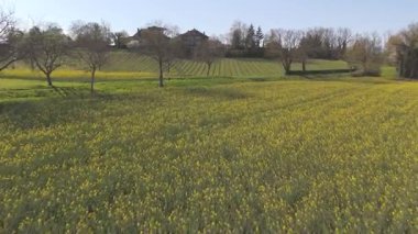 Kolza tohumu tarlalarından kaldırılan hava görüntüleri yol kenarındaki ağaçları, kuru üzüm bağlarını ve açık bahar gökyüzü altındaki eski evleri gözler önüne seriyor..