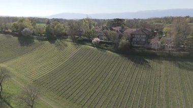 Hava panoramik videosu, Cenevre yakınlarındaki temiz güneşli gökyüzü altında kolza tohumu tarlaları, kuru üzüm bağları ve köy varoşlarını gösteriyor..
