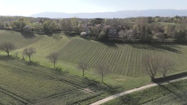 Kuru üzüm bağları üzerinde hareket eden hava videosu güneşli bir bahar gününde kırsal evlere doğru simetrik sıraların tırmandığını gösteriyor..