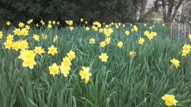 Yavaş ilerleyen hareketler, sarı çiçekleri nazikçe, mevsimsel sakinlikle kümelendirir.