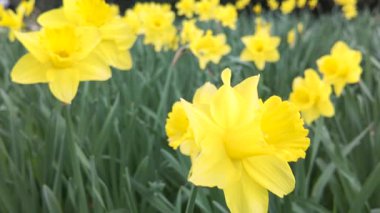 Statik çerçeve yoğun sarı çiçekleri ve taze mevsimsel büyümeyi vurguluyor