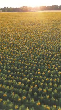 Uçsuz bucaksız bir ayçiçeği tarlasının sersemletici görüntüsü yaz günbatımının altın ışığında güneşleniyor.