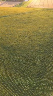 Cenevre yakınlarındaki güzel bir altın saat gün batımında canlı bir ayçiçeği tarlasının göz kamaştırıcı manzarası.