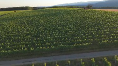 Kırsaldaki yemyeşil üzüm bağlarının ve tarım alanlarının geniş hava manzarası