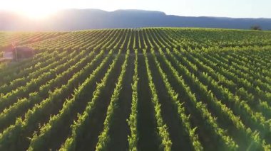 Güzel bir kırsal alanda yemyeşil üzümlerle dolu geniş üzüm bağları var.