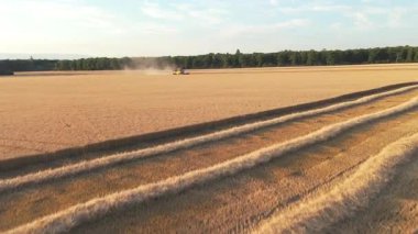 Kırsal kesimde altın saatinde büyük bir buğday tarlasında çalışan bir hasatçının hava görüntüsü.